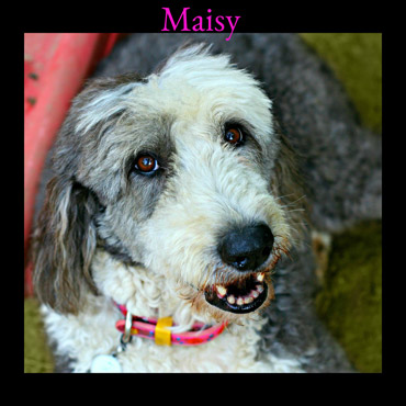 Maisy