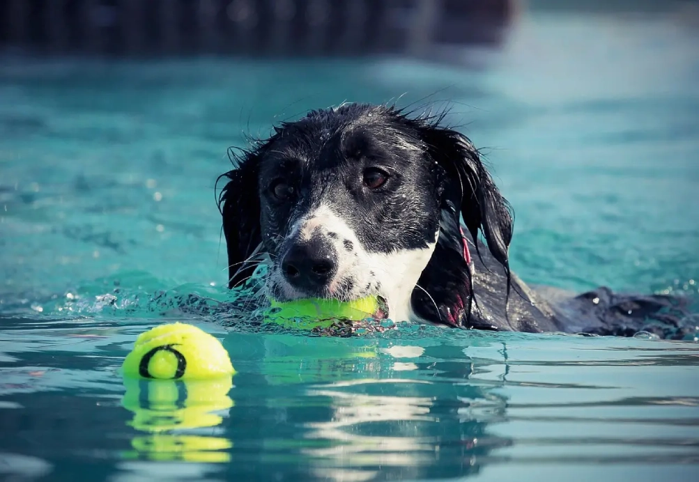 A dog is swimming in the water with a ball.