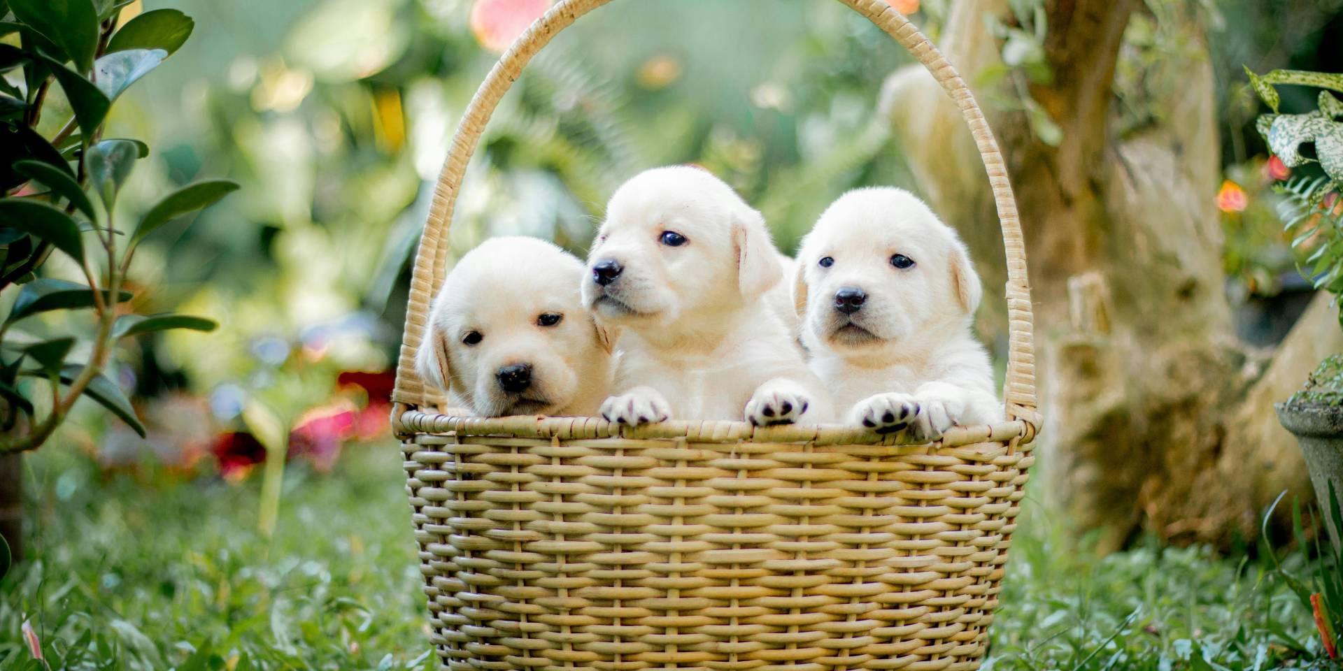 Three puppies in a basket on the grass.
