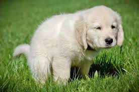 A white puppy standing in the grass.