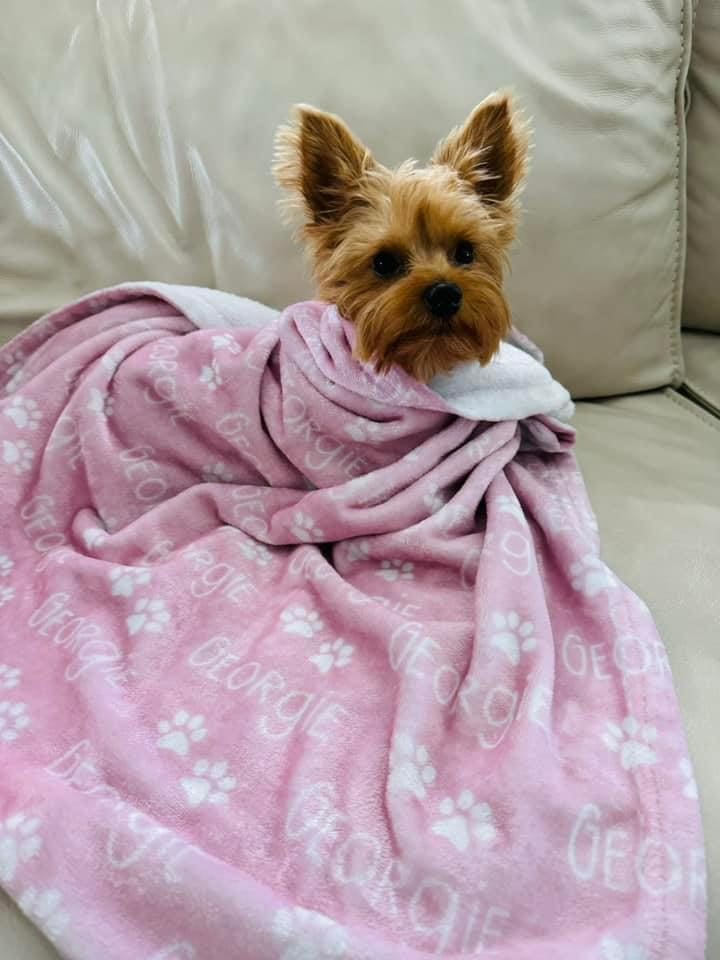 small dog wrapped in pink blanket