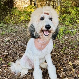 happy dog wearing personalized bandana