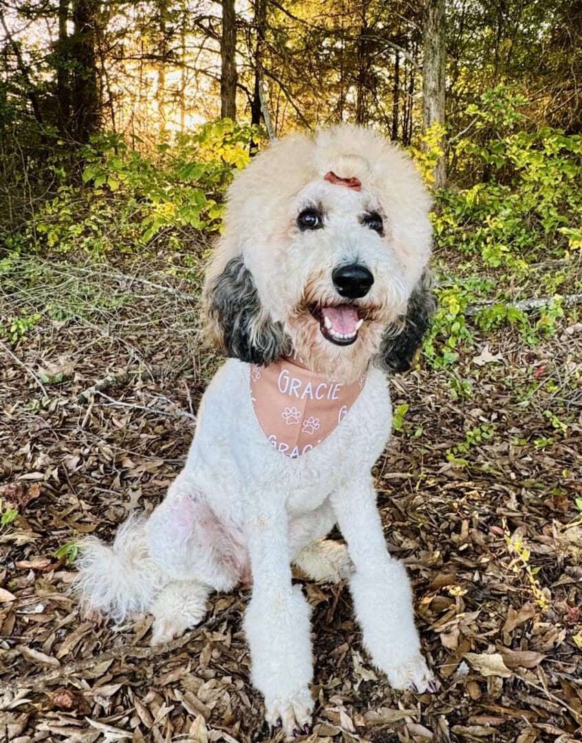 happy dog wearing personalized bandana