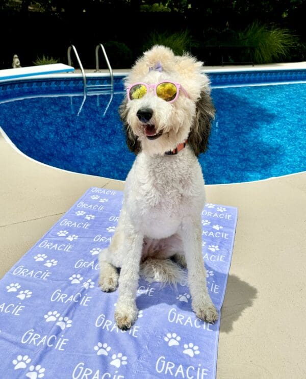 dog by the pool on blanket