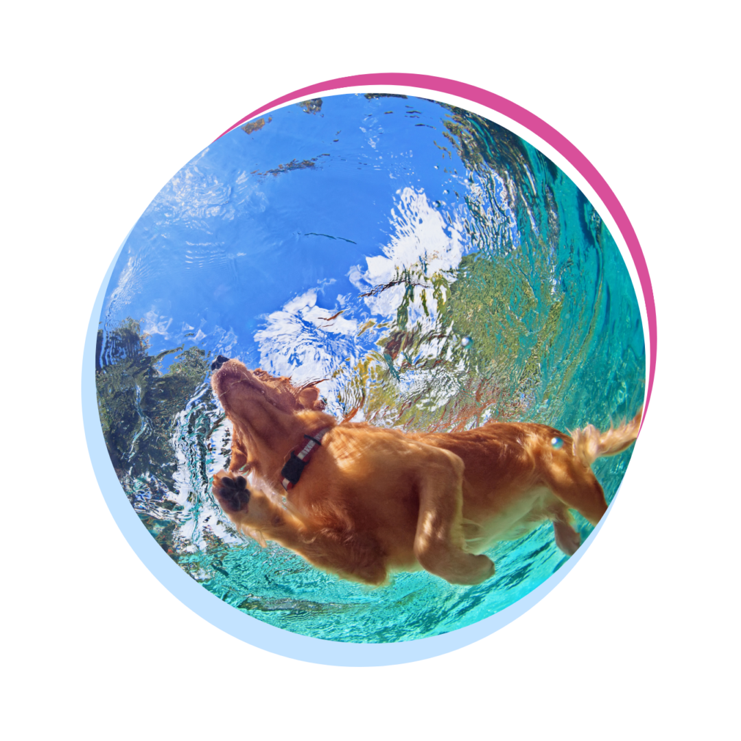 Golden Retriever swimming in a pool from under the water.