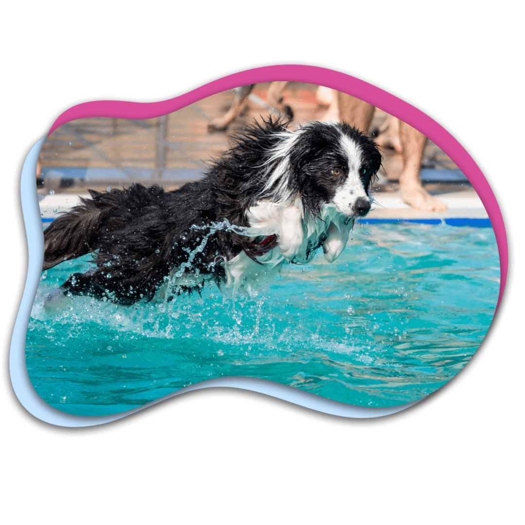 Black and white border collie jumping into a swimming pool.