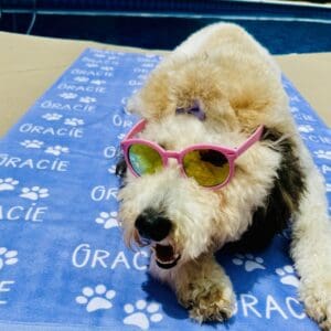 dog resting on personalized blanket