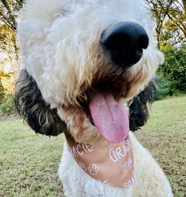 dog wearing personalized bandana