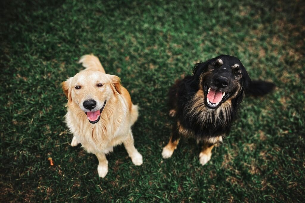 Two long-haired, easy to train dogs sitting on a grass lawn.