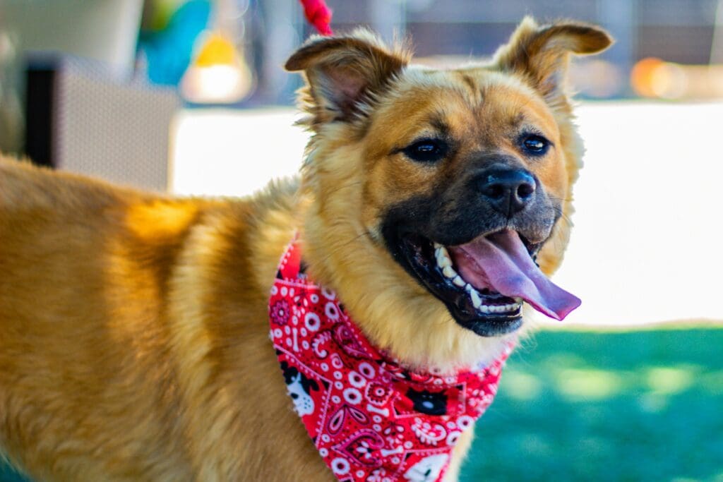 A happy brown dog wearing a bandana at a puppy adoption event.