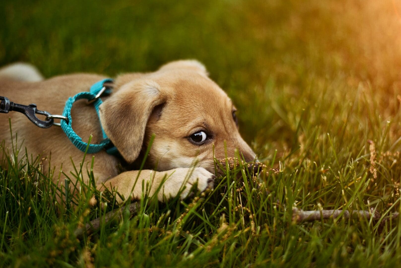 puppy-obedience-near-me puppy-obedience-near-me