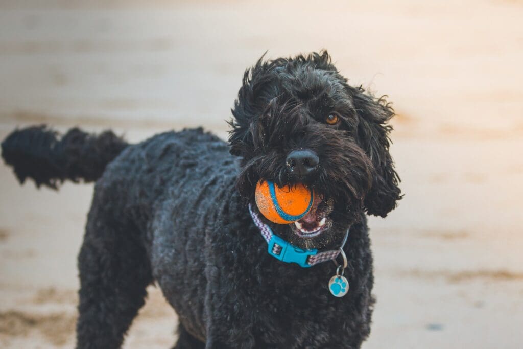 A black doodle dog with an orange ball in its mouth during doggy playtime.