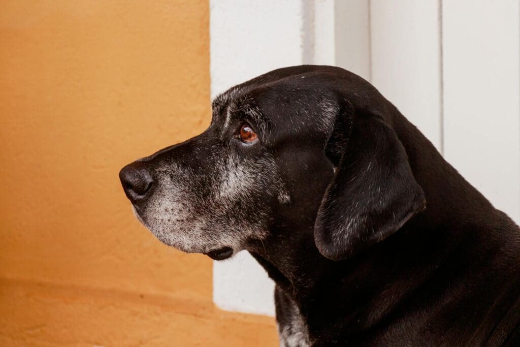 An old black Labrador with a white muzzle, at a senior dog daycare in Alabama.