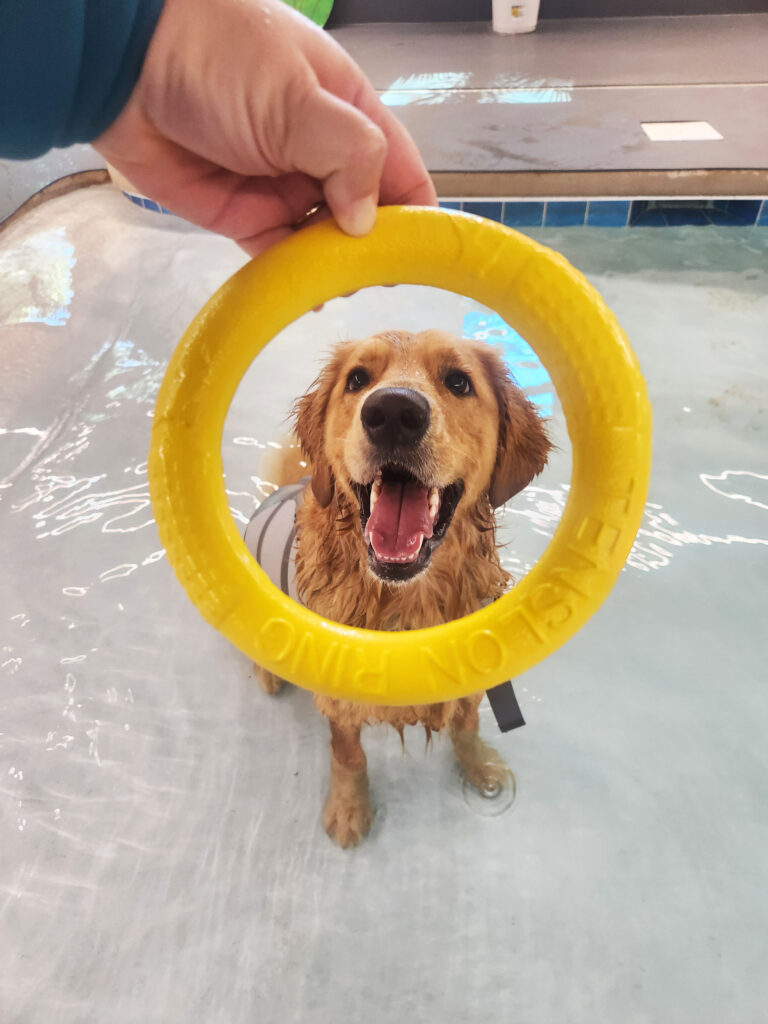 Home 24 Hour Dog Daycare Near Me 768x1024