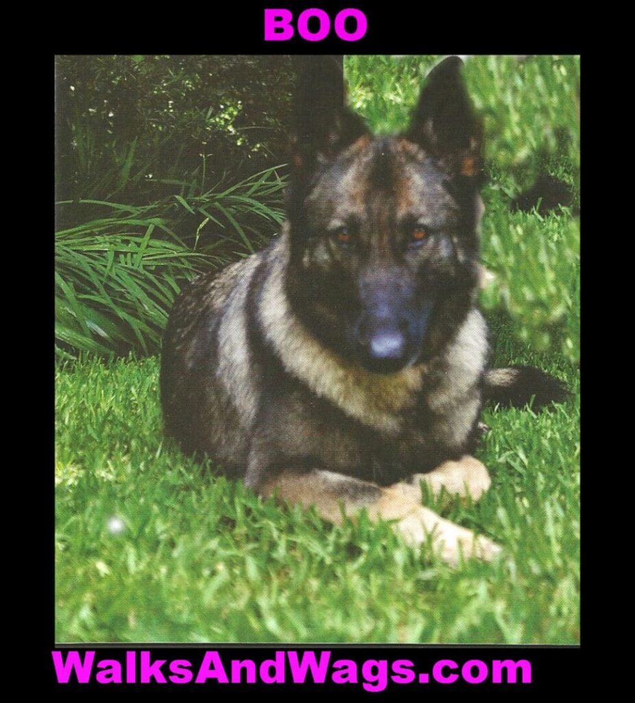 Boo 926x1024