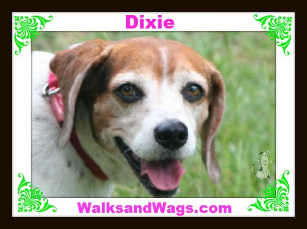 Dixie2 1024x762