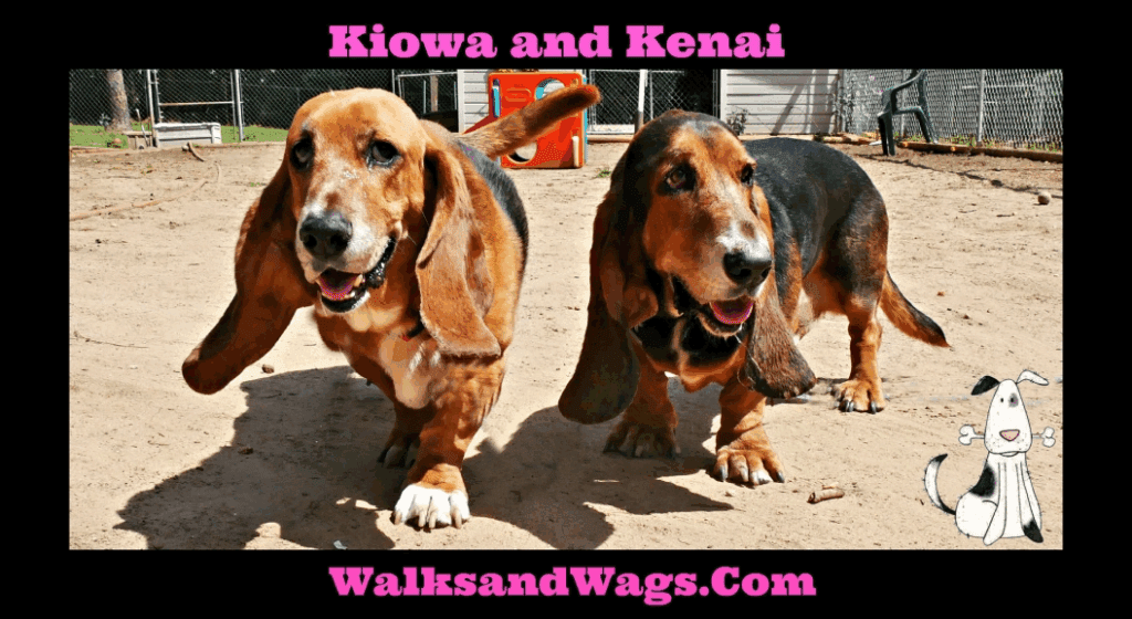 Kiowa Kenai 1024x560