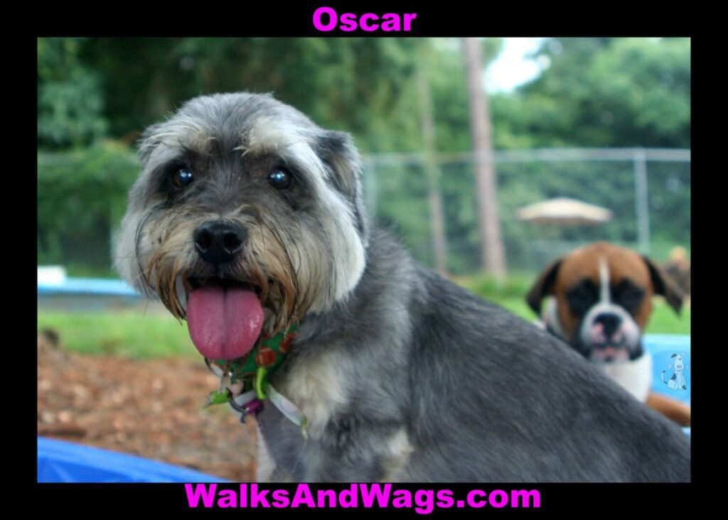 Oscar 1024x732