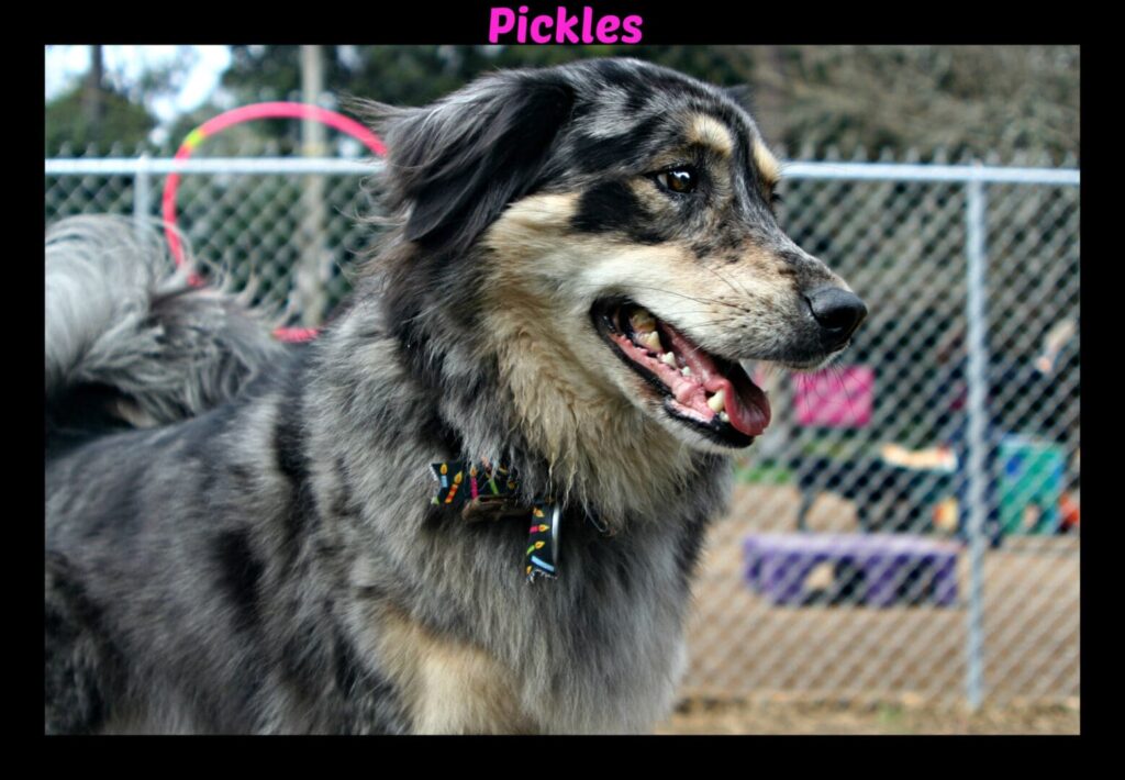 Pickles 1024x710