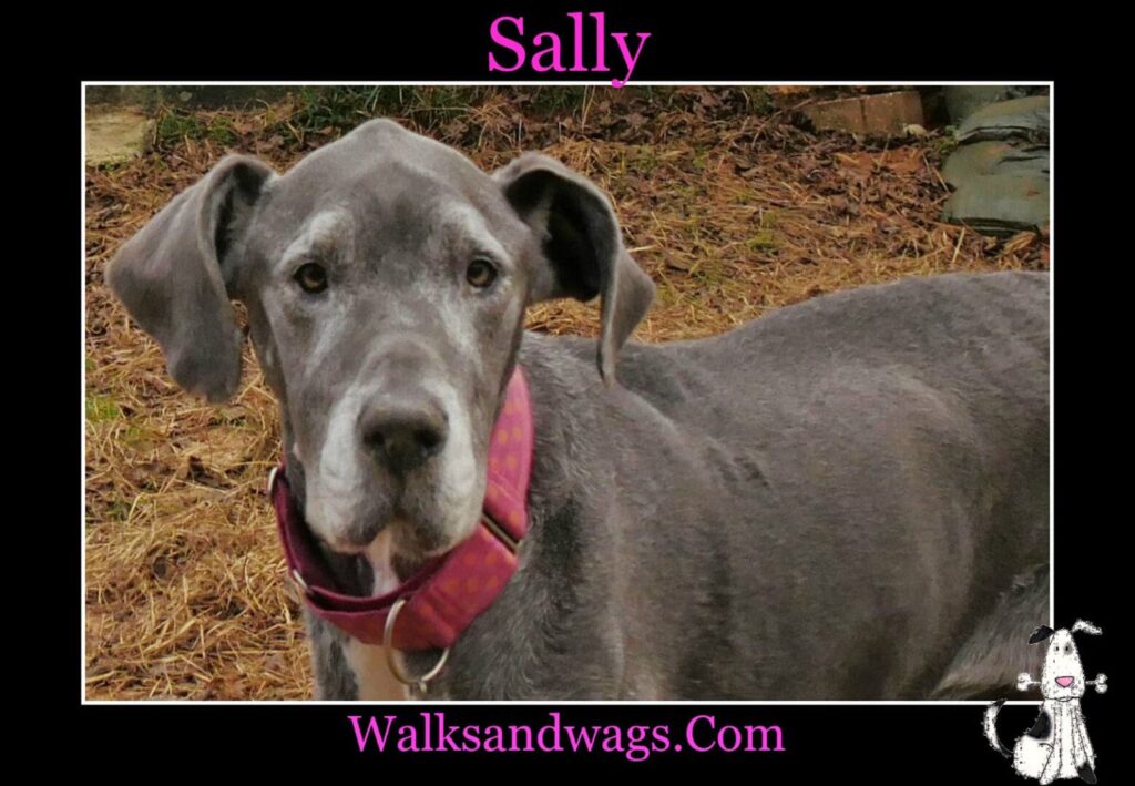Sally 1024x709