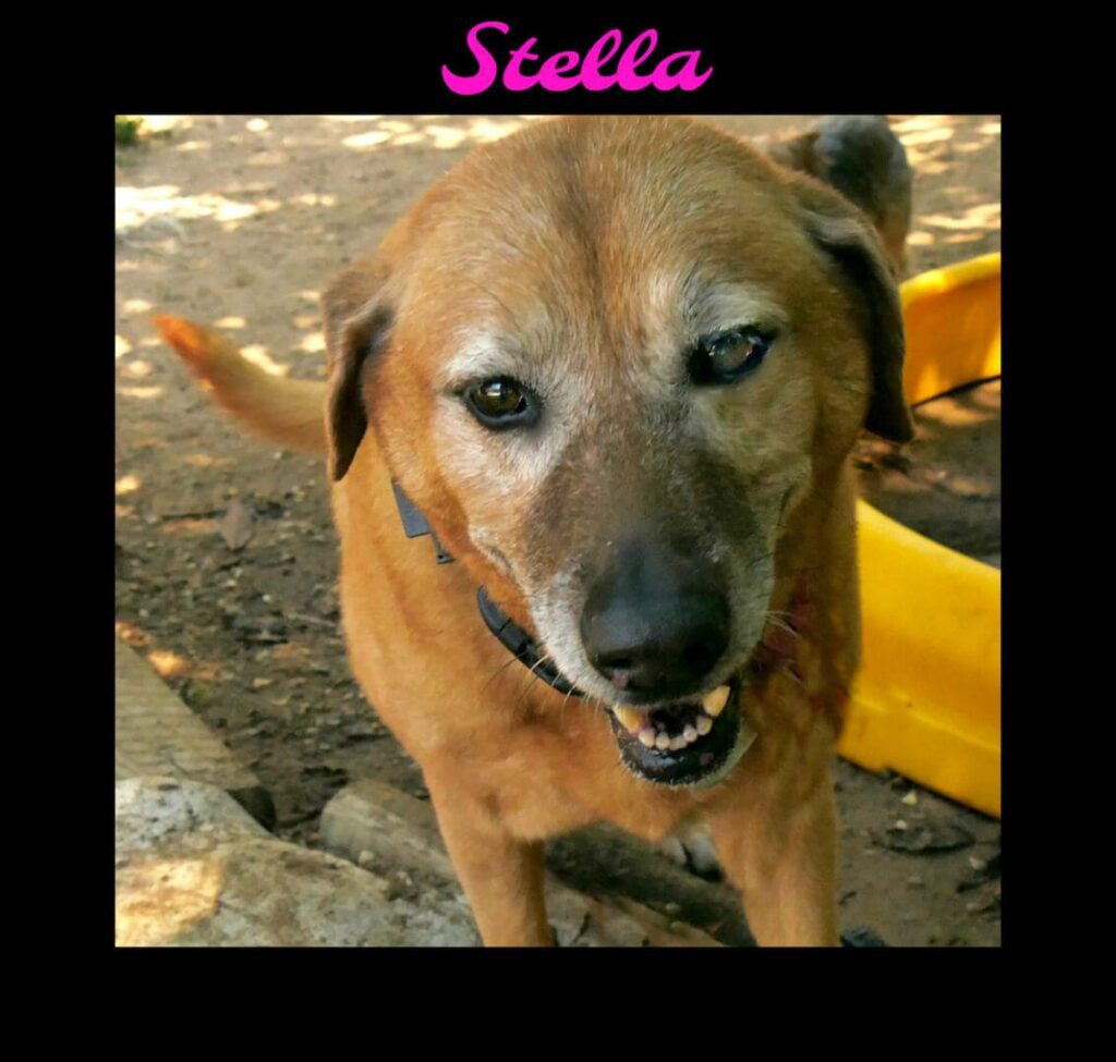 Stella 1024x975