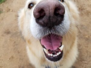A close-up of a happy dog&rsquo;s face with its nose and mouth in focus, smiling at the camera.