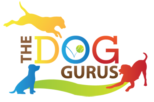 Home Best Doggy Daycare Near Me