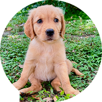 bootcamp for puppies bootcamp for puppies