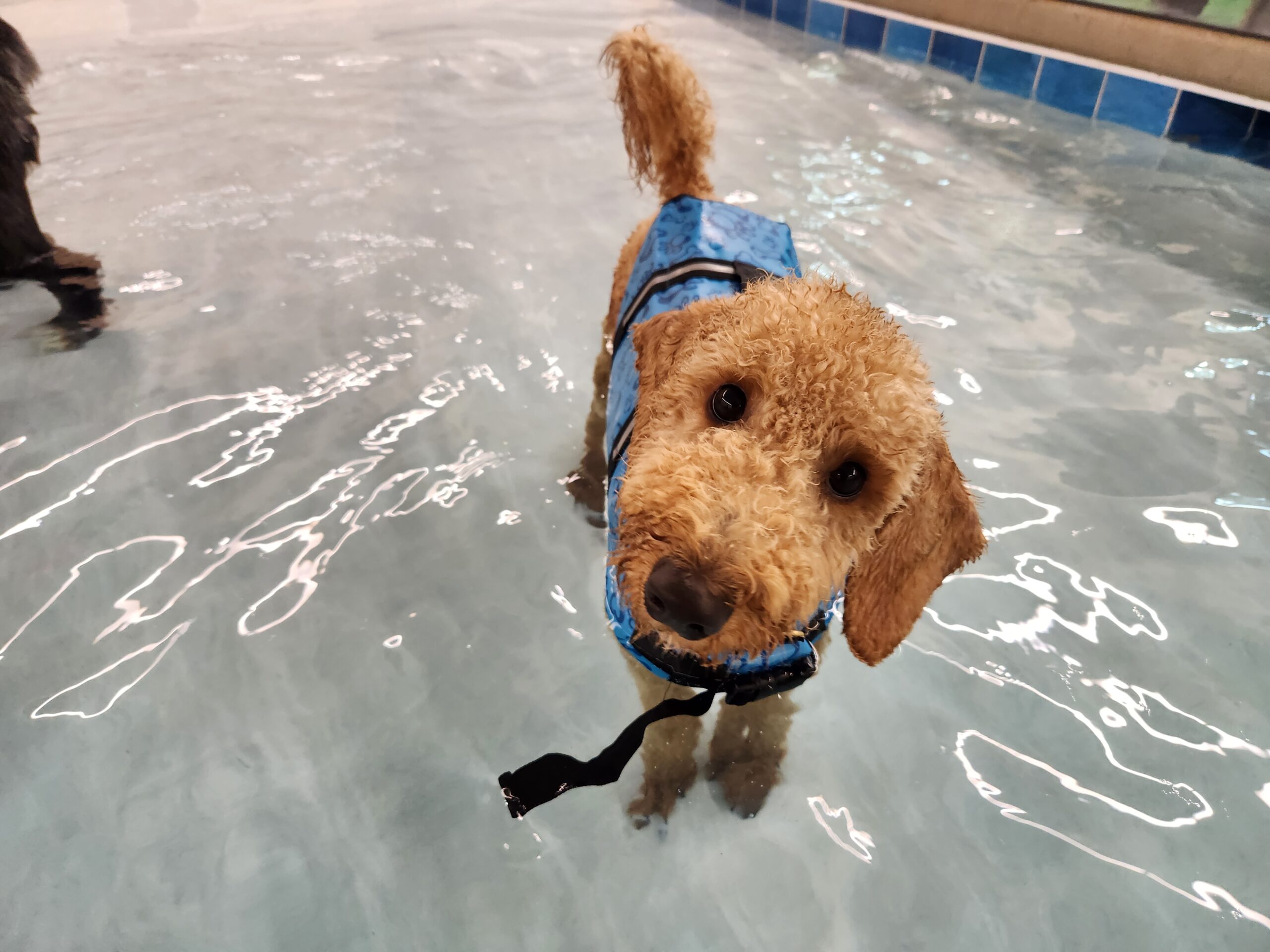 A doodle in a swimming pool wearing a life vest.