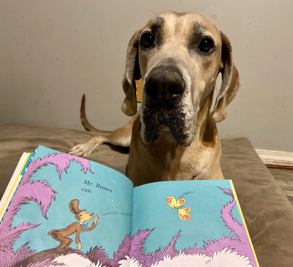 dog-boarding-overnight Dog Boarding Overnight 1024x934