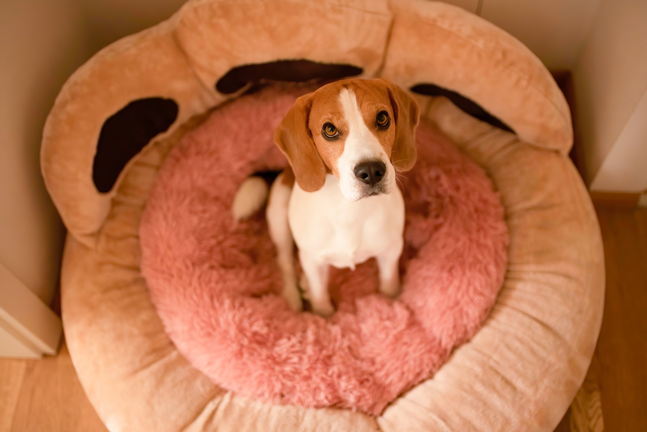 dog-boarding-rates-near-me A cute pup is sitting on a paw-shaped cushion gazing upwards.