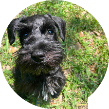 dog friendly swimming near me