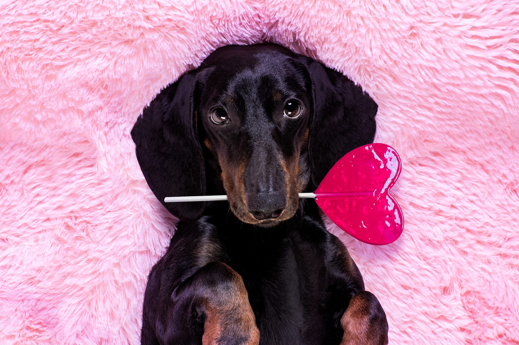 A black dachshund is lying on a pink furry blanket with a heart-shaped lollipop on its mouth.