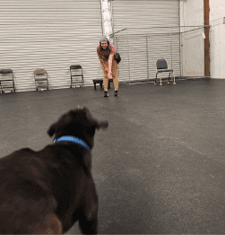 A dog walking toward a trainer during a recall exercise in a training center.