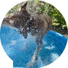 dog training equipment