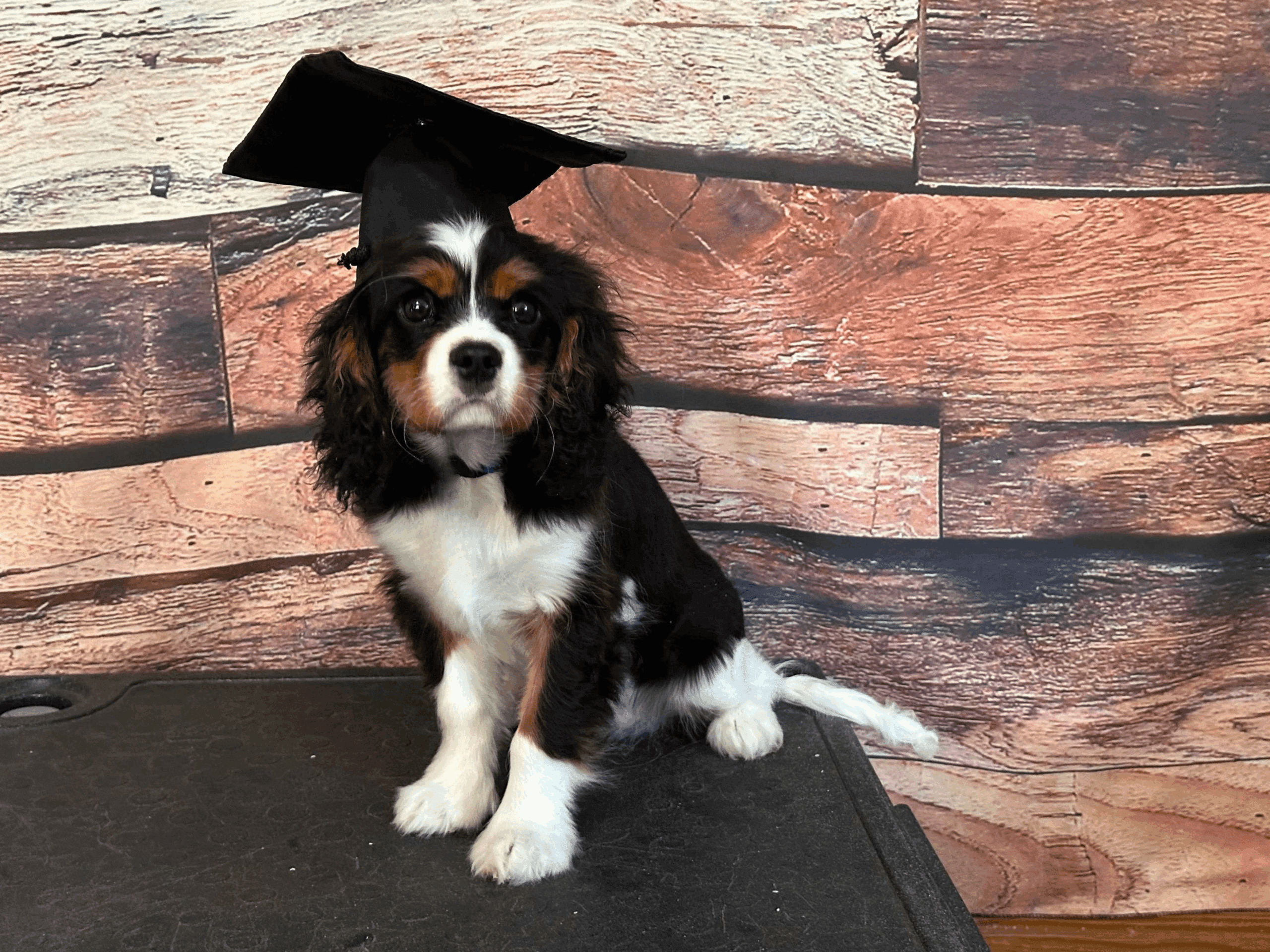 A black and white puppy wearing a graduation cap posing for a photo.