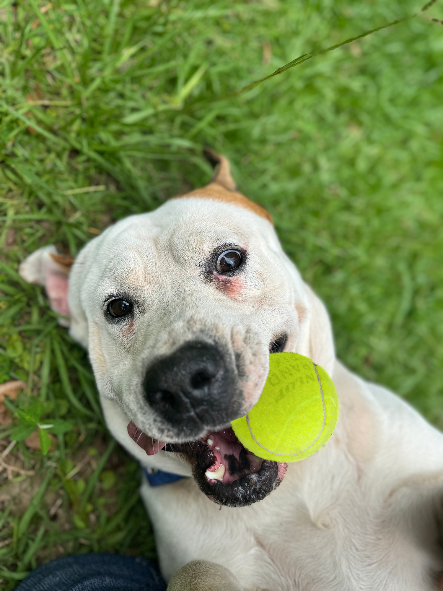 long-term-boarding-for-dogs A happy white dog holding a yellow tennis ball in its mouth on green grass.