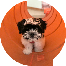 obedience puppy training near me obedience puppy training near me