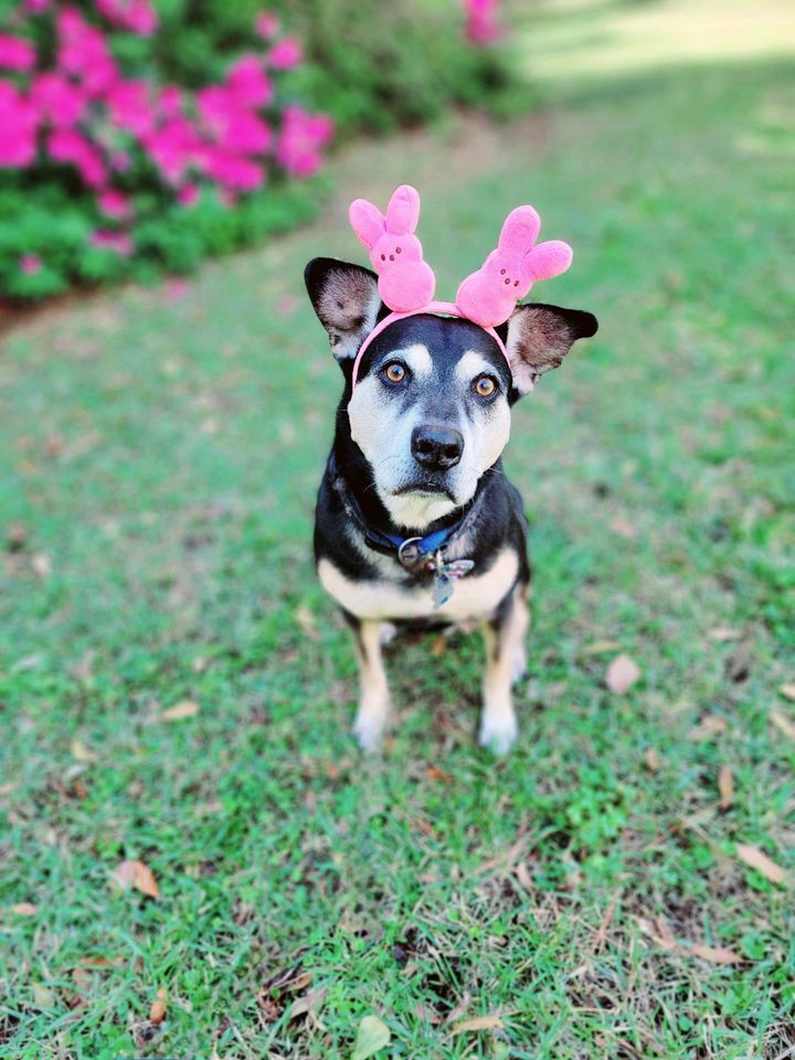 Home A cute black dog is wearing pink bunny headbands while at the backyard.