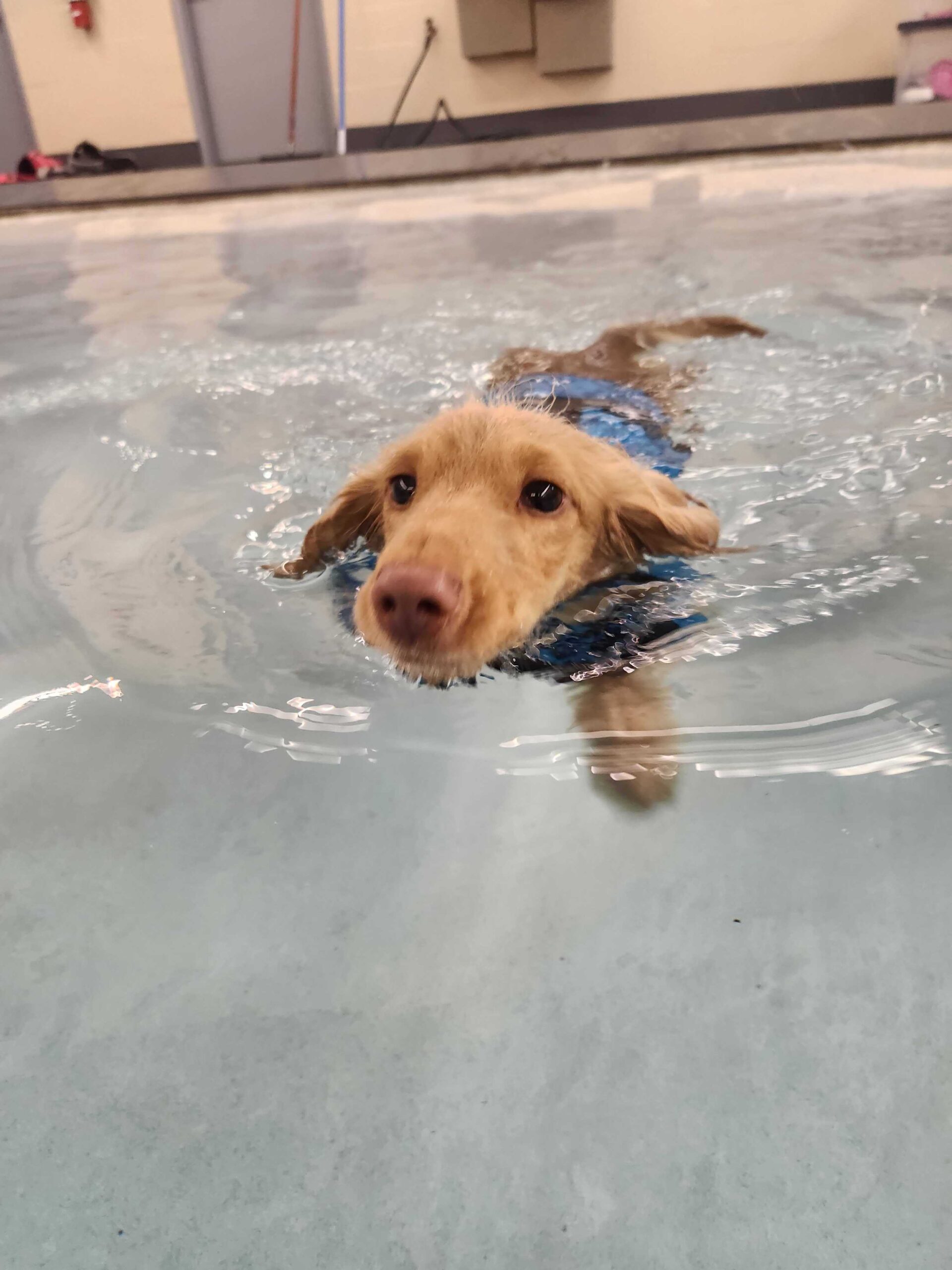 places-for-dogs-to-swim-near-me A tan dog swimming confidently in an indoor pool.