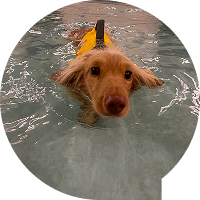 puppy dog training near me local puppy dog training near me local