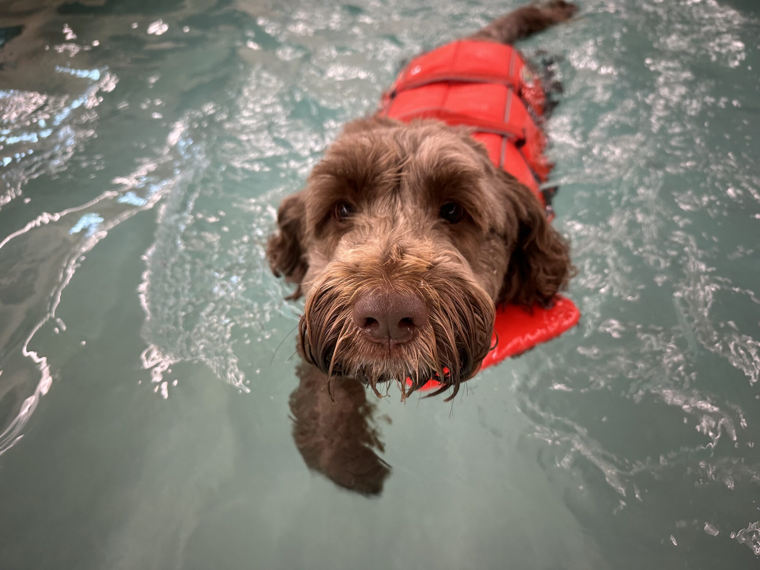 puppy-dog-training-near-me A small brown dog wearing a red jacket swims in a pool, looking up toward the camera.