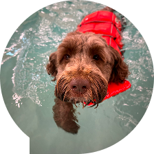 puppy dog training near me puppy dog training near me