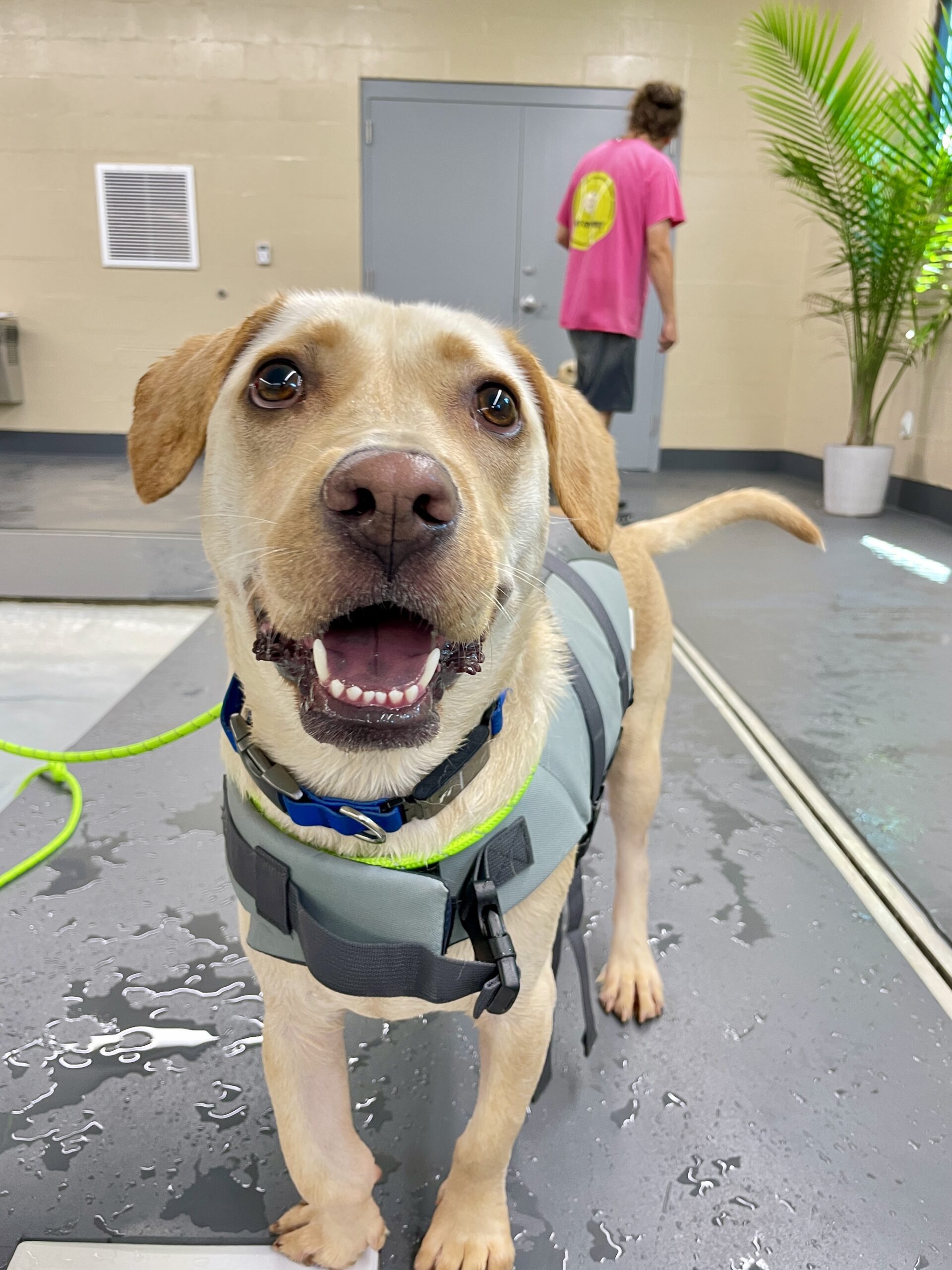 puppy-playtime-near-me A beige dog wearing a swimming vest is standing by the pool deck.