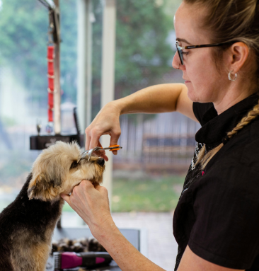 A groomer trimming a small dog’s fur at a grooming salon.