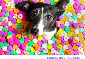 Xylitol Poisoning in Dogs More Than Doubled in 7 Years Xylitol Poisoning in Dogs More Than Doubled in 7 Years