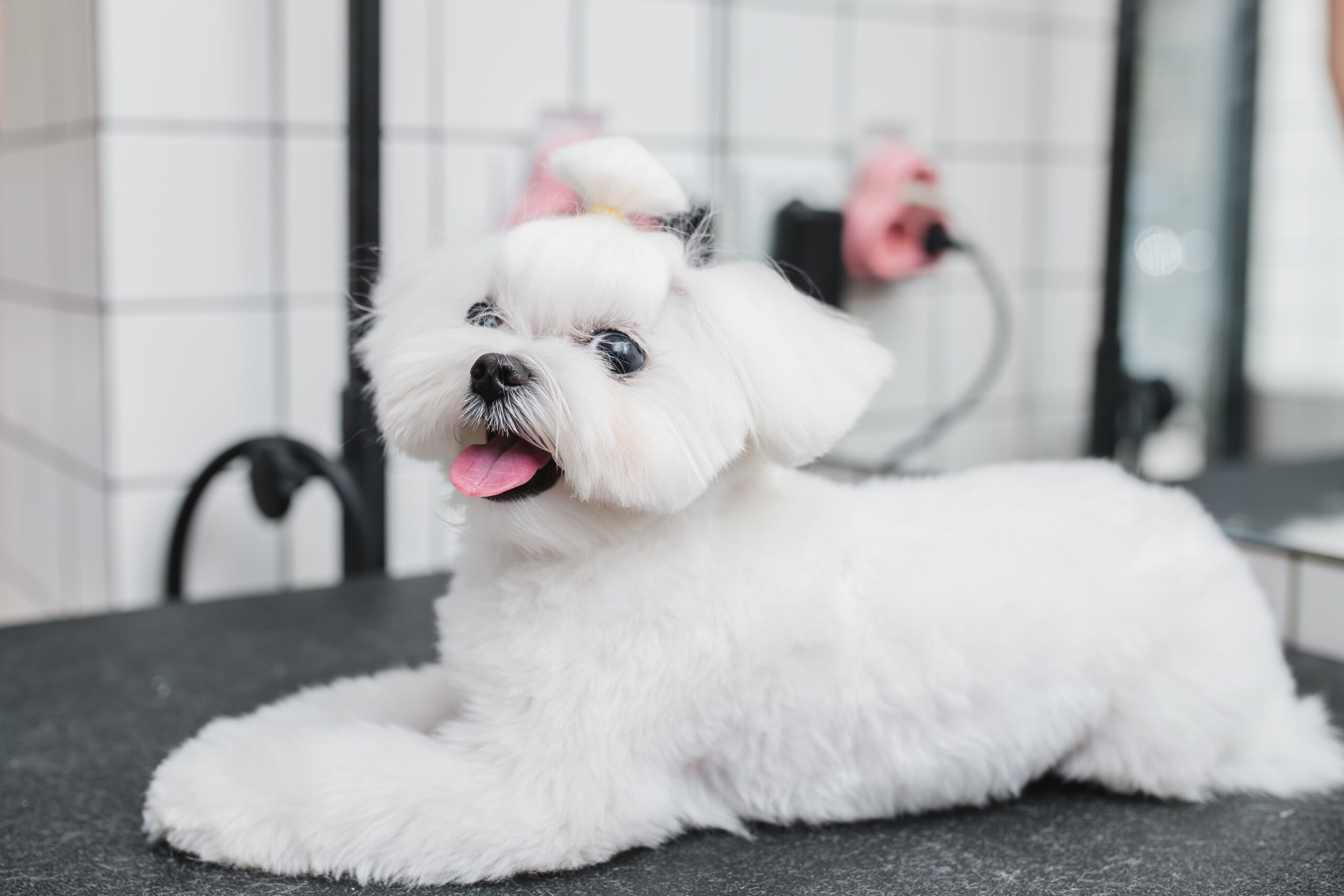 Full-Service, Compassionate Pet Grooming in Mobile, AL Full-Service, Compassionate Pet Grooming in Mobile, AL