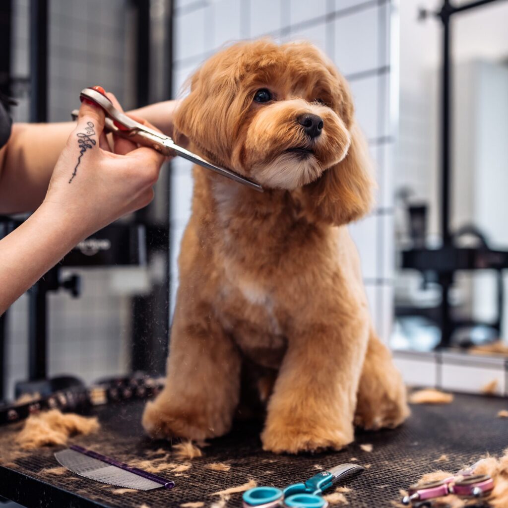 haircut of a maltipoo dog from a grooming salon.