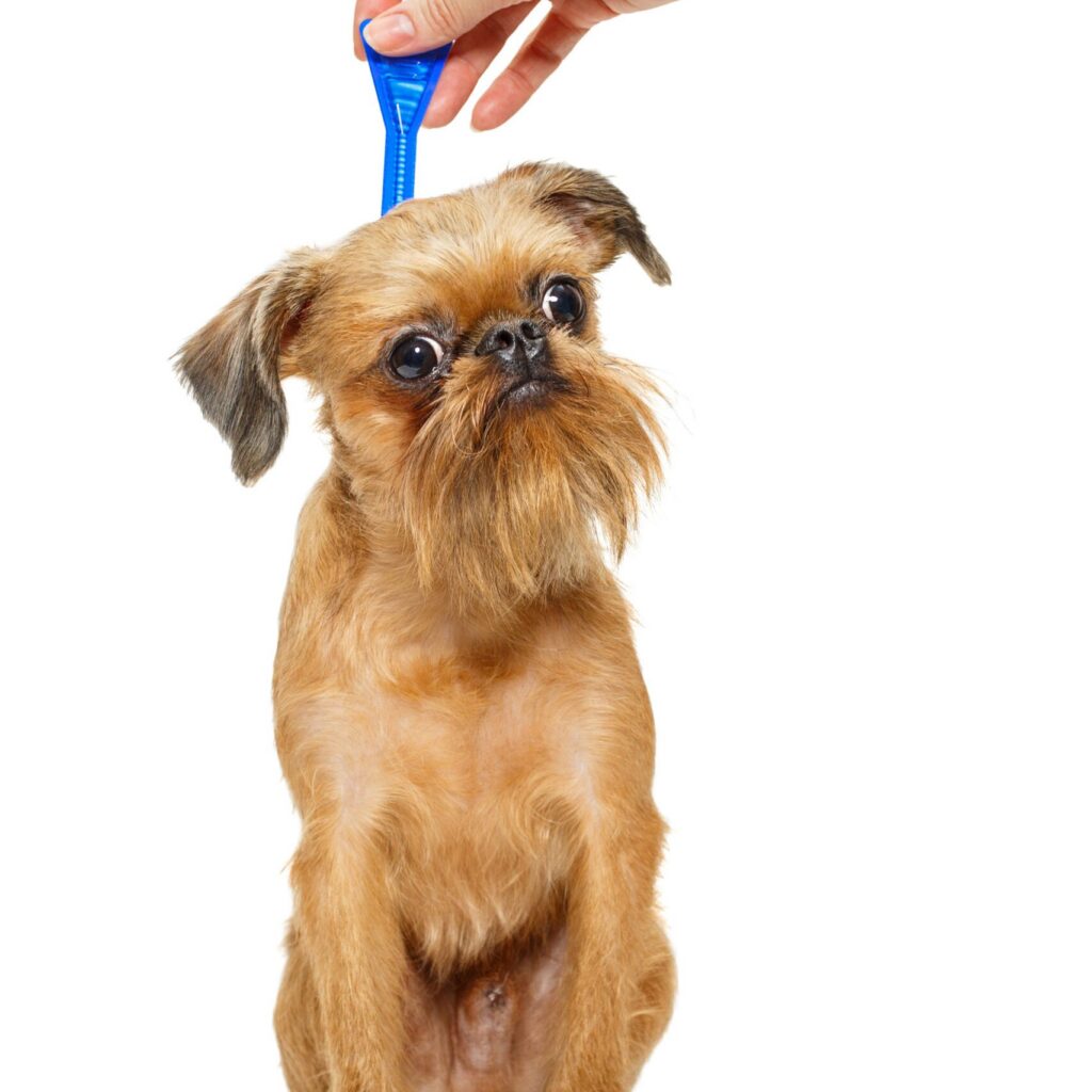 treatment of dogs for fleas and ticks