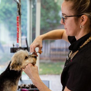 A dog groomer trims the fur around a small black and tan dog